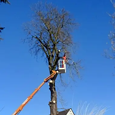 Baumpflege am Straßenrand