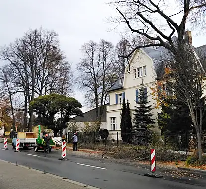 Baumkletterer Dirk Jochmann