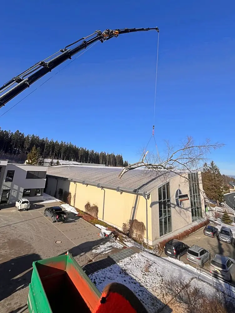 Abtragung einer Rotbuche