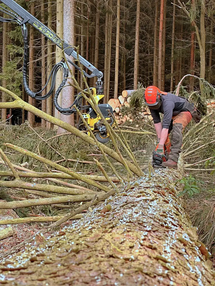 kombinierter Holzeinschlag
